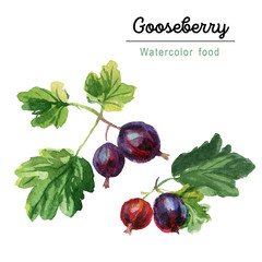 Gooseberry branch with berries and leaves. Watercolor botanical sketch. - 300730130