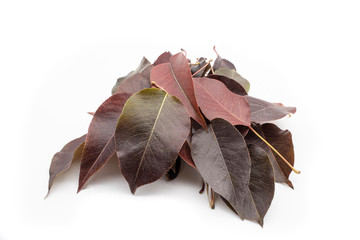 Autumn leaves on white background