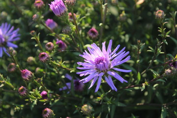 purple flower in the garden