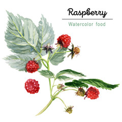 Raspberry branch with berries and leaves. Watercolor botanical sketch. - 300730788