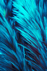 Obraz premium Beautiful abstract colorful white and light green feathers on dark background and soft white blue feather texture on white pattern