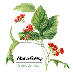 Stone berry branch with berries and leaves. Watercolor botanical sketch. - 300731183