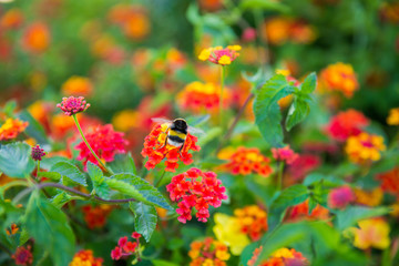 red flowers in the garden  and bumblebee