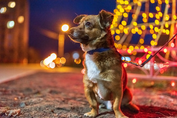 A dog walks in the night city by the light of lanterns.
