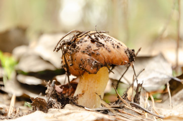 Beautiful edible mushroom closeup in the forest.