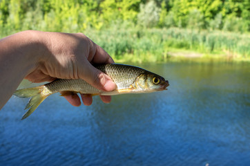 chub fish caught in the hand close-up