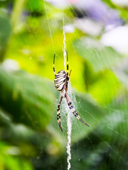 A yellow striped spider outside in nature in its web. Argiope bruennichi is also called a zebra, tiger, silk ribbon, wasp spider in front of a blurred background, colorful background.