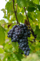 Blaue Weintrauben am Rebstock