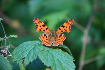 C-Falter  Polygonia c-album 