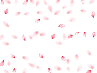 Pink sakura flower flying petals isolated on white vector background.