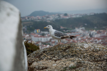 seagull on beach