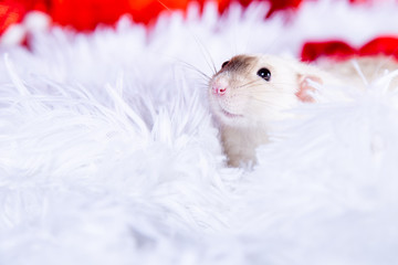 Happy New Year! cute white pet rat in a white fluffy plaid.  The rat is a symbol Of the new year 2020.