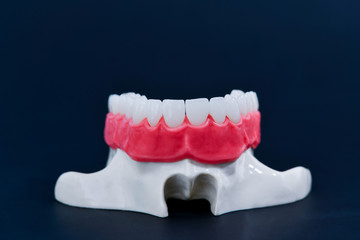 Upper human jaw with teeth and gums anatomy model