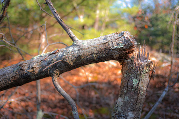 A dead and broken tree in a forest