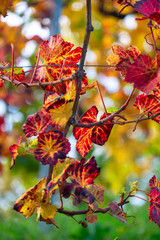 Colors of vineyard in autumn