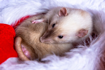 The new year 2020. Happy New Year!