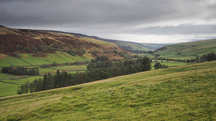 Fototapeta premium View along the Wharfedale valley with hilltops above green fields, dry stone walls and trees against a moody overcast sky, Yorkshire Dales, UK