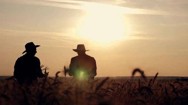 eam work. Two farmers stand at sunset in a wheat field, and discuss the new crop.. Farmers use new technologies in agriculture. Growing organic products.