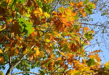 goldene Herbstblätter