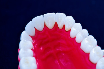 Upper human jaw with teeth and gums anatomy model