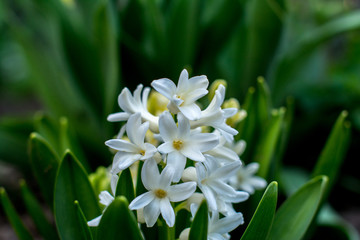 Hyacinth White in the Garden