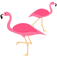 two pink flamingos in isolation