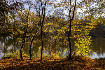 Fototapeta premium colorful leaves in autumn park