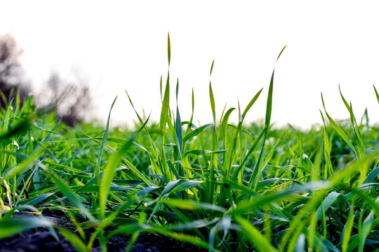 natural green background with selective focus. autemn