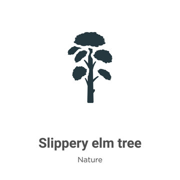 Slippery elm tree vector icon on white background. Flat vector slippery elm tree icon symbol sign from modern nature collection for mobile concept and web apps design.