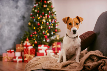 Jack Russell terrier as christmas present for children concept. Four months old adorable doggy on by the holiday tree with wrapped gift boxes, festive lights. Festive background, close up, copy space.