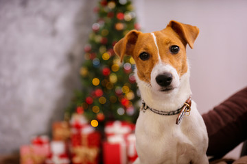 Jack Russell terrier as christmas present for children concept. Four months old adorable doggy on by the holiday tree with wrapped gift boxes, festive lights. Festive background, close up, copy space.