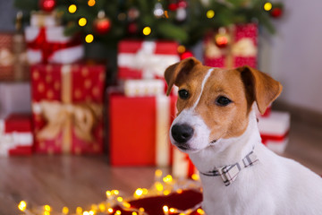 Jack Russell terrier as christmas present for children concept. Four months old adorable doggy under holiday tree with wrapped gift boxes, festive lights. Festive background, close up, copy space.