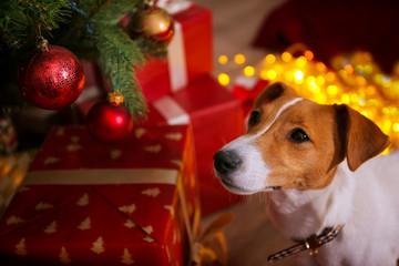 Jack Russell terrier as christmas present for children concept. Four months old adorable doggy under holiday tree with wrapped gift boxes, festive lights. Festive background, close up, copy space.