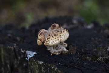 Beautiful forest mushrooms with a white cap and brown specks on a stump. Mushroom close-up in a natural habitat Organic natural mushrooms in nature.