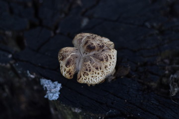 Beautiful forest mushrooms with a white cap and brown specks on a stump. Mushroom close-up in a natural habitat Organic natural mushrooms in nature.