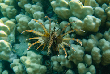 Rotfeuerfisch von hinten