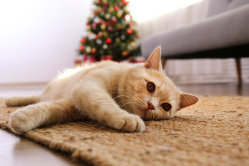Beautiful red british shorthair cat over the christmas tree with blurry festive decor. Portrait of...