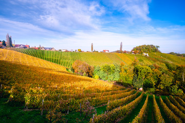 Fototapeta na wymiar Vineyards in autumn