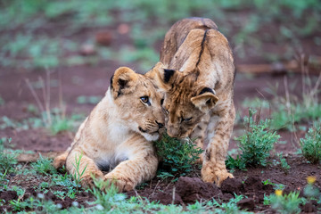 Lion cub on a rainy morning in Zimanga Game Reserve in Kwa Zulu Natal in South Africa