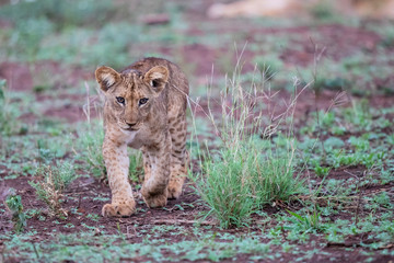 Lion cub on a rainy morning in Zimanga Game Reserve in Kwa Zulu Natal in South Africa
