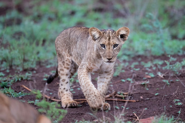 Fototapeta na wymiar Lion cub on a rainy morning in Zimanga Game Reserve in Kwa Zulu Natal in South Africa