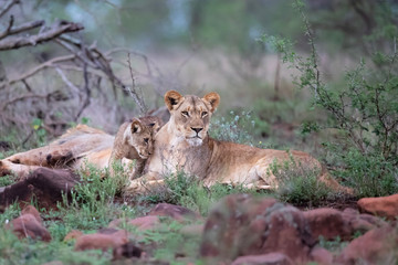 Naklejka na ściany i meble Lion female and cub playing on a rainy morning in Zimanga Game Reserve in Kwa Zulu Natal in South Africa
