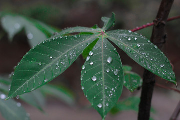 Water drops on cassava leaves
