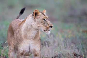 Lion female hunting on a rainy morning in Zimanga Game Reserve in Kwa Zulu Natal in South Africa