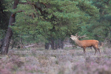 red deer, Cervus elaphus