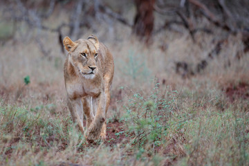 Lion female hunting on a rainy morning in Zimanga Game Reserve in Kwa Zulu Natal in South Africa