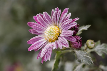 First frost, ice on flowers in late autumn. Hoarfrost on pink chrysanthemum.