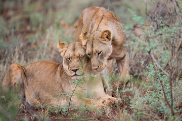 Lion female greeting each other on a rainy morning in Zimanga Game Reserve in Kwa Zulu Natal in South Africa