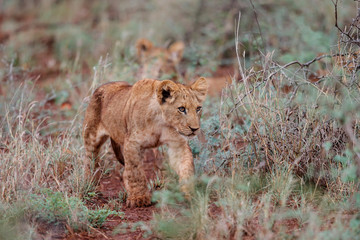 Naklejka na ściany i meble Lion cub on a rainy morning in Zimanga Game Reserve in Kwa Zulu Natal in South Africa