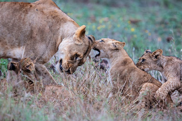 Lion female and cub playing on a rainy morning in Zimanga Game Reserve in Kwa Zulu Natal in South Africa